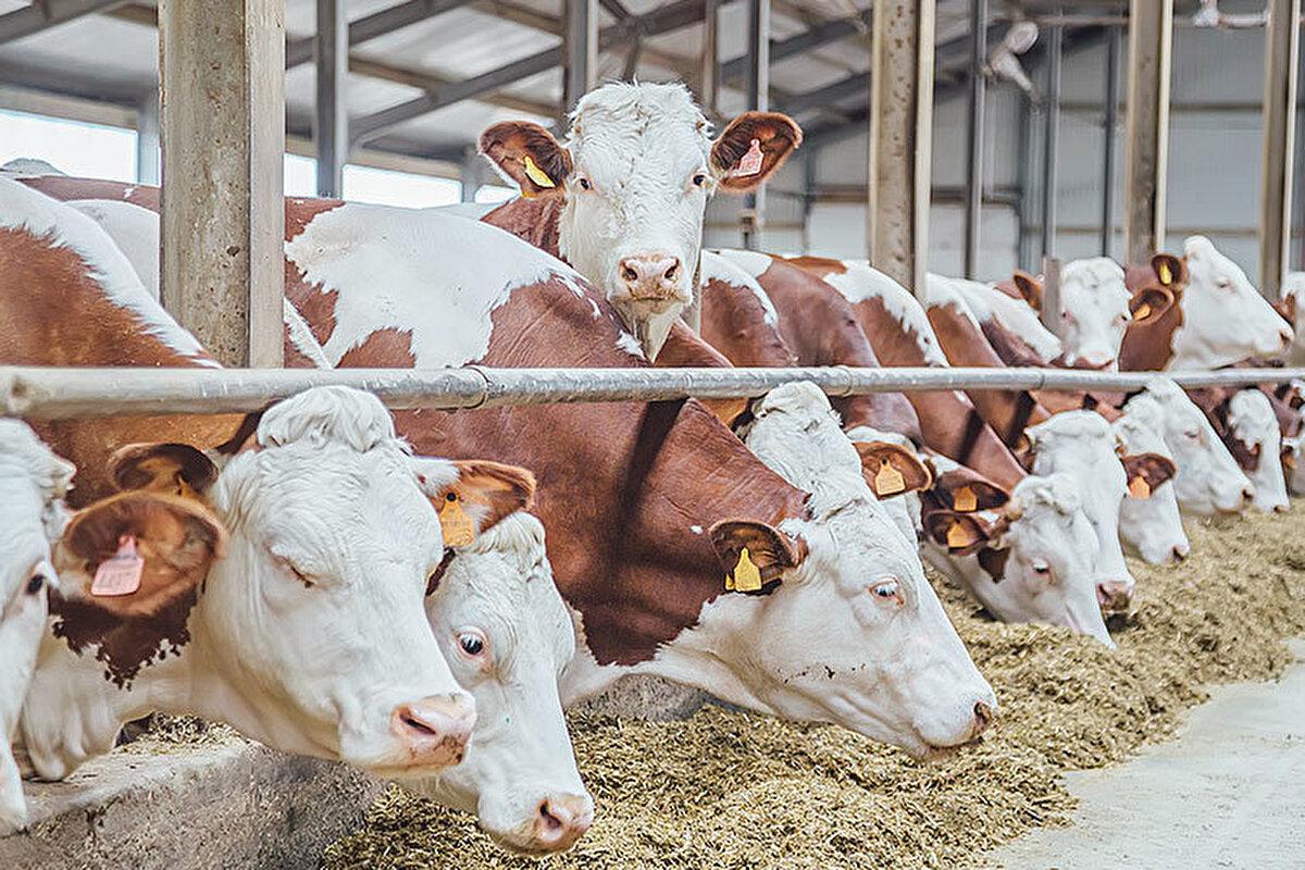 Kurban Bayramı yaklaşırken Türkiye genelinde kurulan hayvan pazarlarında dikkat çeken satışlar gerçekleşti. Tonlarca ağırlığa ulaşan büyükbaş hayvanlar, yüksek fiyatlarıyla gündem olurken, en pahalı kurbanlık bu yıl Antalya’nın Alanya ilçesinde alıcısını buldu.