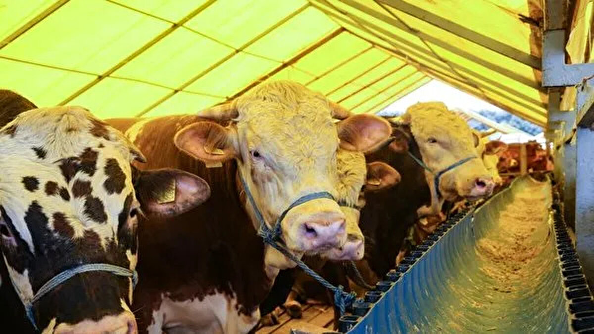 Denizli Kurban Pazarı’nda ise 1 ton 50 kilogramlık tosun 310 bin TL'ye alıcı buldu. Pazardaki en büyük hayvan olarak satışı gerçekleştirilen tosun, hem kilosuyla hem fiyatıyla öne çıktı.