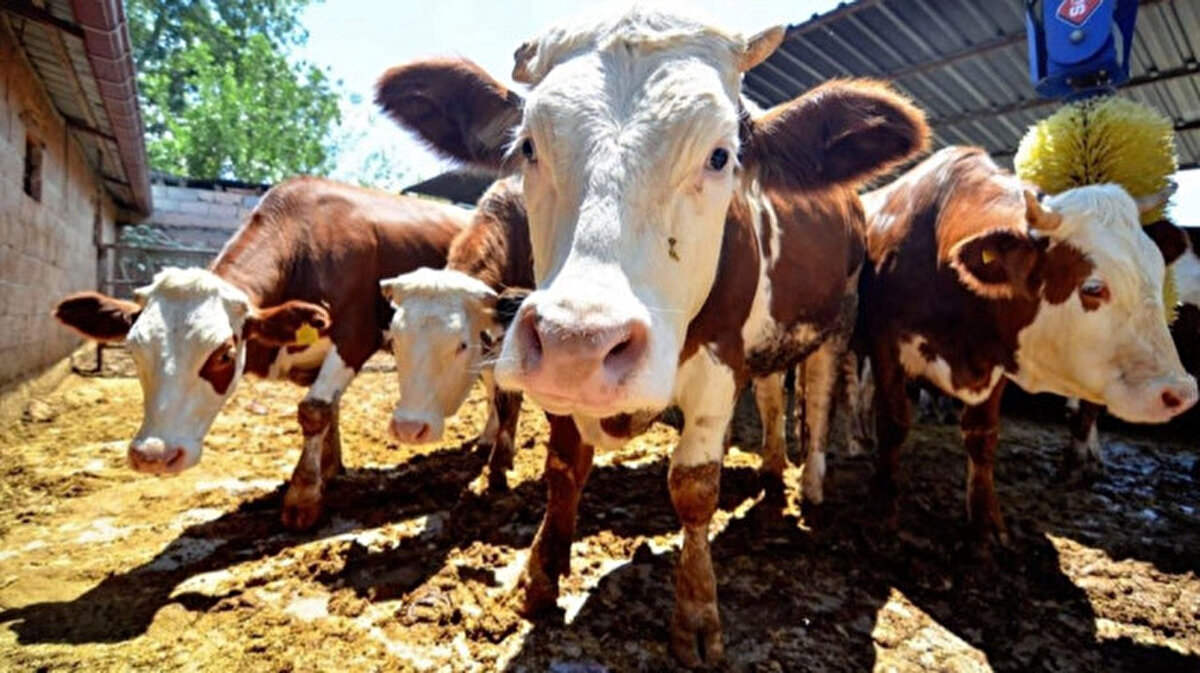 Erzurum’da 1 ton 200 kilo gelen tosun, pazarlık sonucunda 400 bin TL değerle yeni sahibine teslim edildi. Doğu Anadolu’nun soğuk havasında beslenen bu dev kurbanlık, bölgedeki en yüksek satışlardan biri oldu.