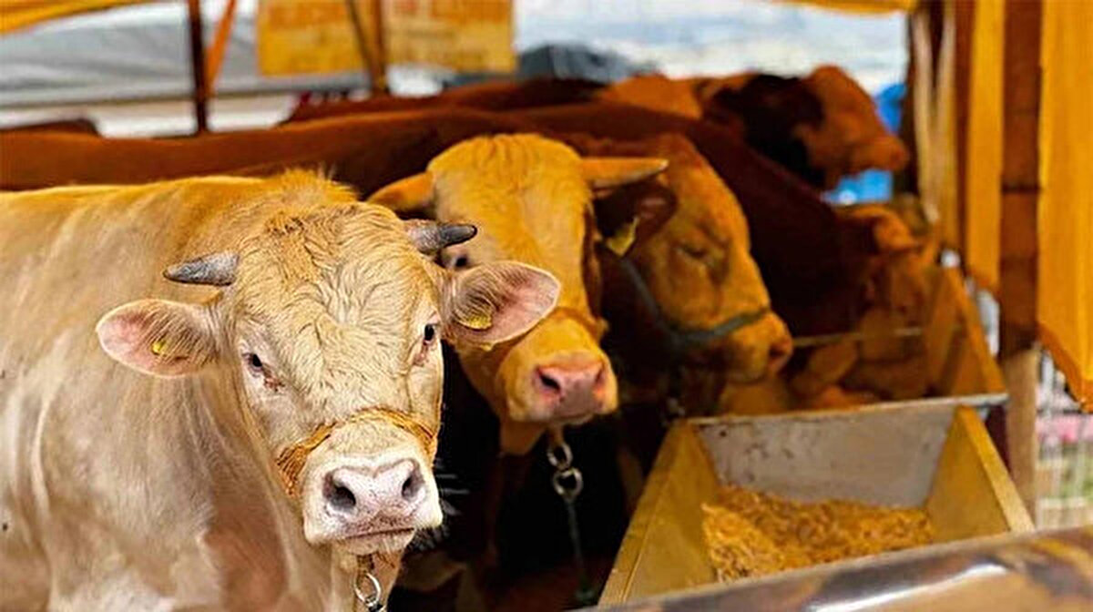 Öte yandan Kırşehir Ticaret Borsası Canlı Hayvan Pazarı’nda satışa sunulan, 1 ton 25 kiloluk “Paşa” isimli boğa, 230 bin TL’ye alıcısını buldu. Kırşehir’de aynı pazarda benzer ağırlıktaki hayvanların da satışa çıkarıldığı görüldü.