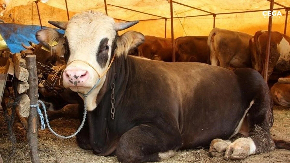 Kütahya’da 1 ton 200 kiloluk bir başka kurbanlık, 350 bin TL’ye satılarak dikkat çekti. Ege bölgesinin en yüksek fiyatlı satışlarından biri olarak kayıtlara geçti.