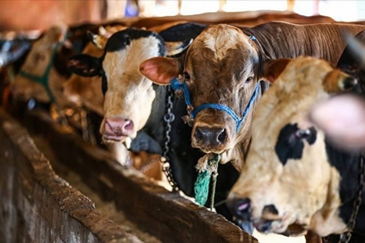 Bu yıl kurban pazarlarında fiyatlar, hayvanın ağırlığı, ırkı ve bakım koşullarına göre ciddi farklılıklar gösterdi. Büyükbaş hayvanlara olan yoğun ilgi, yüksek rakamlarla sonuçlanan satışları da beraberinde getirdi.