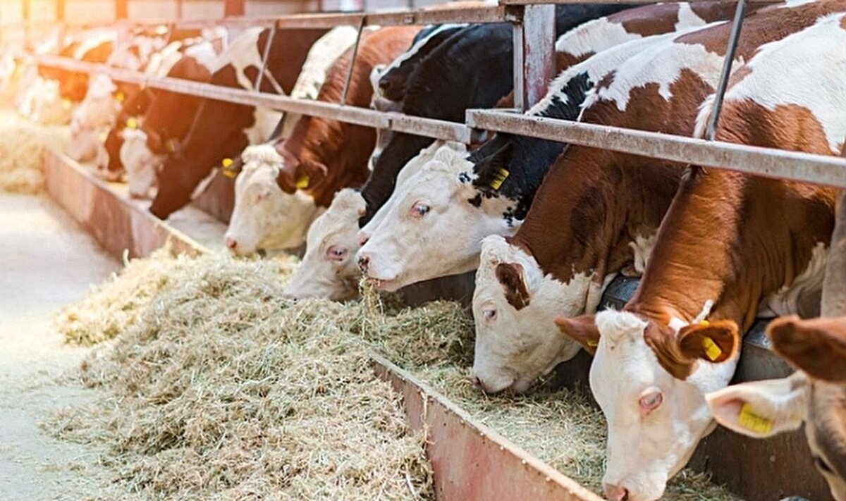 Alanya'da yaklaşık 1 ton 300 kilogram ağırlığındaki tosun, 430 bin TL'ye satılarak rekor kırdı. Fiyatıyla hem vatandaşların hem de sosyal medyanın dikkatini çeken tosun, bayram öncesi yapılan en pahalı satış olarak kayıtlara geçti.