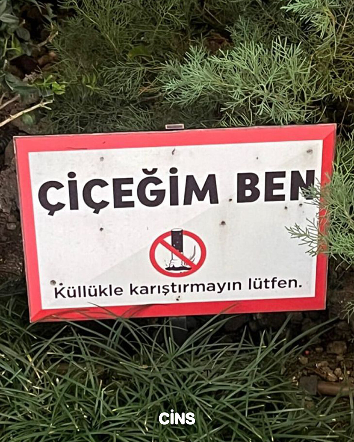Çiçeğim ben. Küllükle karıştırmayın lütfen