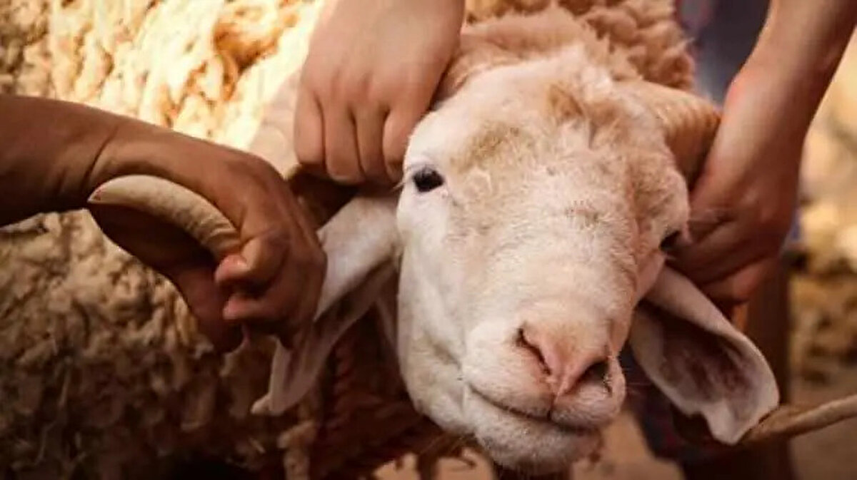 İSLAM DİNİNE GÖRE KURBAN NASIL KESİLİR?<br><br> <br><br>İslam dininde kurban edilecek hayvanın kesim anında canlı olması ve ölümünün kesimden kaynaklanması gerektiği belirtilmektedir.<br><br> <br><br>Kurbanın bilinen klasik yöntemle kesilmesi asıldır. Bununla beraber kurbana fazla eziyet vermemek (ölüm acısını azaltmak) maksadıyla, kesim esnasında hayvanın elektrik şoku, narkoz veya benzeri bir yöntemle bayıltılarak kesilmesi caizdir. Ancak hayvanın bayıltıldıktan sonra ölmeden boğazından kesilmesi gerekir.