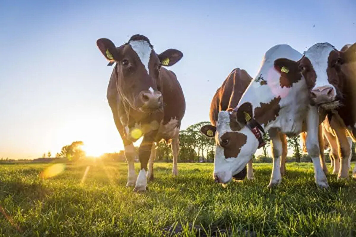 ÜLKEDE KURBAN KESİMİ YASAKLANDI: KESİMLER SEMBOLİK OLACAK!<br><br> <br><br>Bazı ülkelerde kurban kesimi yasaklanmış olup, bu yasaklar genellikle dini hassasiyetler göz önünde bulundurularak uygulanmaktadır. Bazı ülkelerde hayvanların acı çekmesini en aza indirmek amacıyla kurban kesimi yerine bayıltma veya diğer insancıl yöntemler tercih edilmektedir.<br><br> <br><br>Listedeki en dikkat çeken ülke ise ekonomik zorluklardan dolayı bu sene kurban kesimini yasaklayıp kesimlerin sembolik yapılmasını kararlaştıran ülke oldu...<br><br>