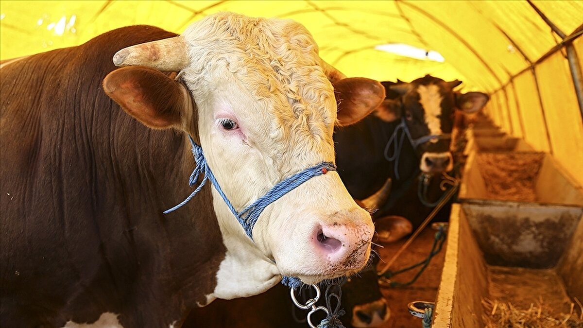 Bu yıl kurban pazarlarında fiyatlar; hayvanların ağırlığı, cinsi (ırkı), bakımı ve yetiştirme koşullarına göre değişkenlik gösterdi. Özellikle büyükbaş hayvanlara yönelik artan talep, fiyatların ciddi seviyelere çıkmasına neden oldu. Peki en pahalı kurbanlıklar nerede satıldı? İşte fiyatıyla gündem olan büyükbaşlar:
