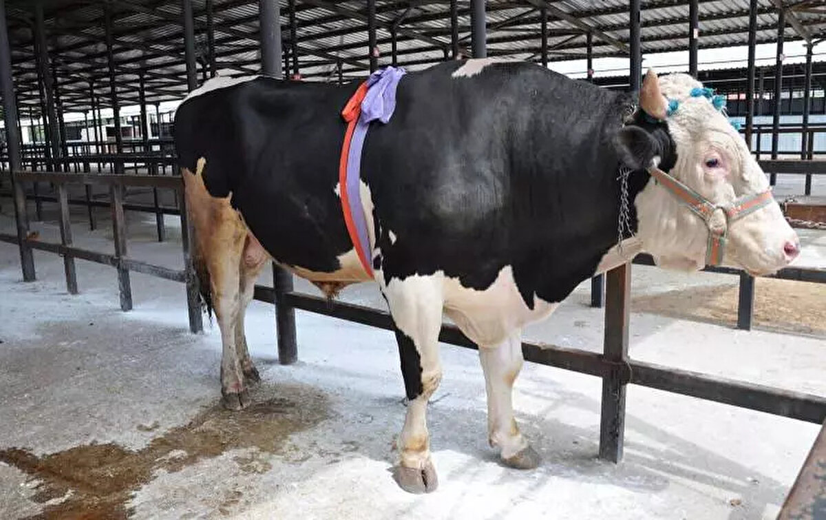 İstanbul Bahçelievler:<br><br>1 ton 250 kilogram gelen büyükbaş hayvan, 320 bin TL karşılığında alıcı buldu.