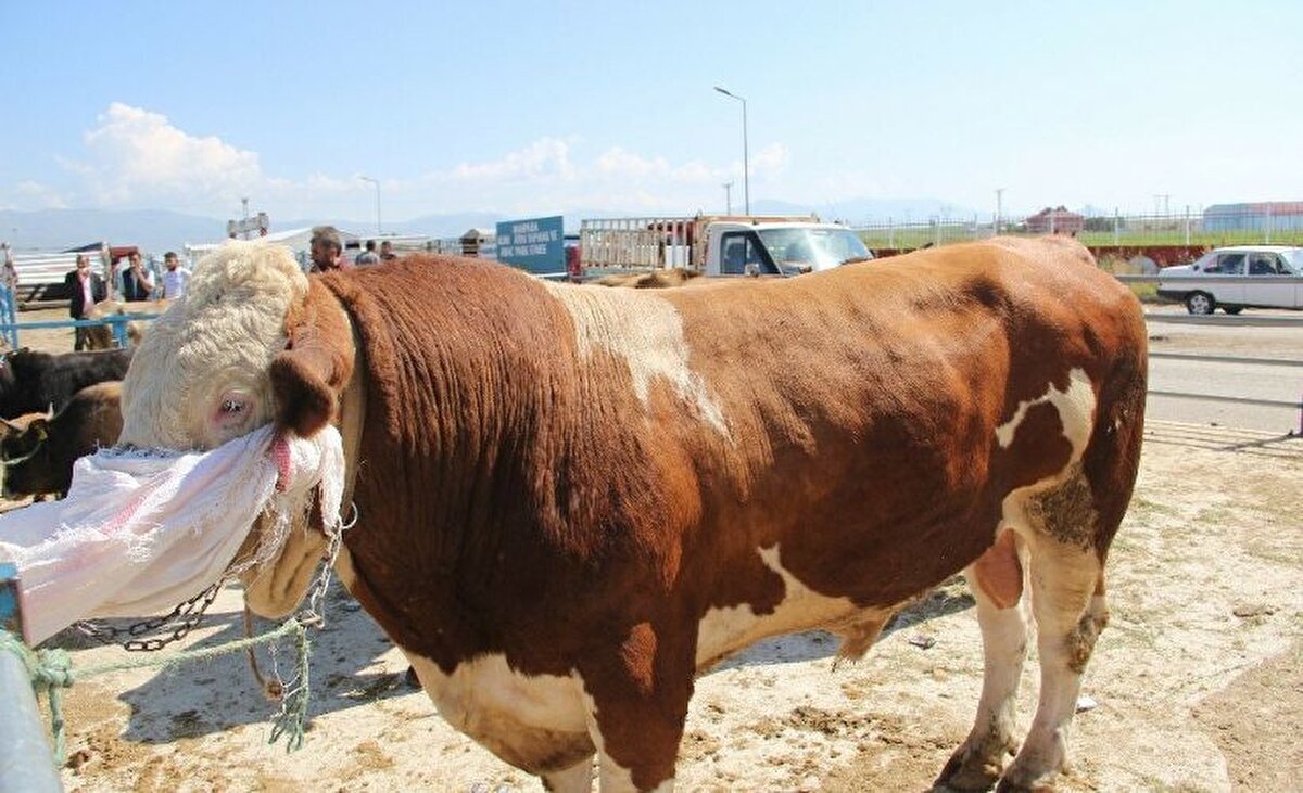 Erzurum:<br><br>1 ton 200 kilogram ağırlığındaki tosun, yapılan pazarlık sonucunda 400 bin TL’ye satıldı. Bölgedeki yüksek fiyatlı satışlar arasında yer aldı.