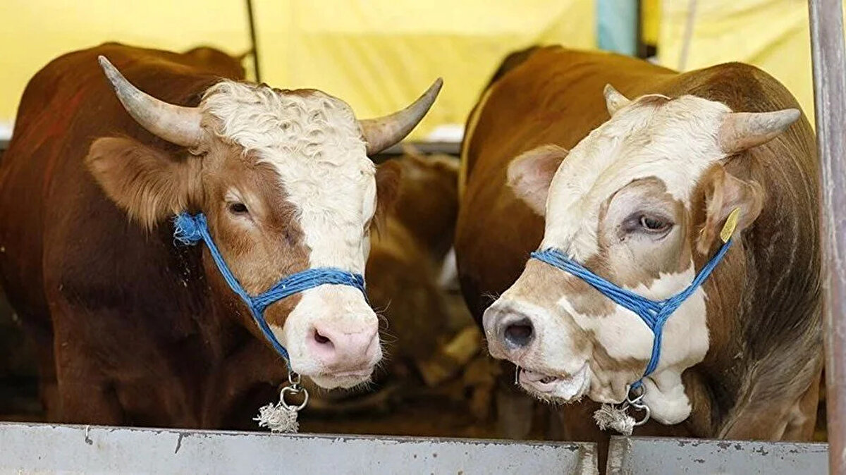 Kırşehir:<br><br>Kırşehir Ticaret Borsası Canlı Hayvan Pazarı’nda satışa sunulan, 1 ton 25 kilogram ağırlığındaki “Paşa” isimli boğa, 230 bin TL’ye satıldı. Aynı pazarda benzer ağırlıktaki hayvanların da satışa çıkarıldığı gözlendi.