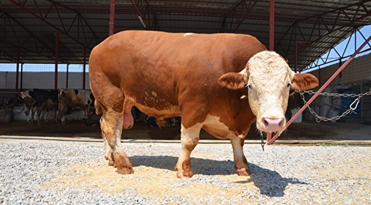 Denizli:<br><br>Denizli'de, 1 ton 50 kilogram ağırlığındaki tosun 310 bin TL’ye alıcı buldu.