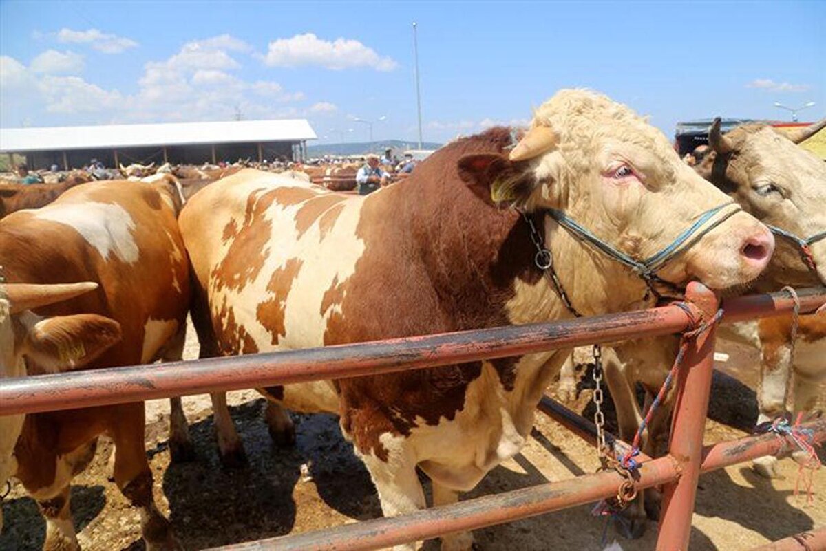 Alanya (Antalya):<br><br>Yaklaşık 1 ton 300 kilogram ağırlığındaki tosun, 430 bin TL'ye satılarak bu yılın en pahalı kurbanlığı oldu. Hem fiyatı hem kilosuyla dikkat çeken tosun, sosyal medyada da gündem oldu.