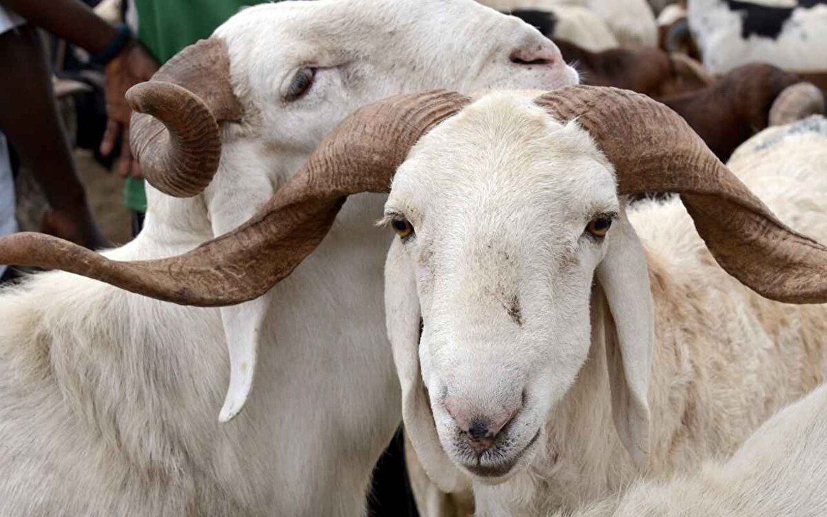 Fas'ta Tarım ve İçişleri bakanlıklarının yerel yönetimlere gönderdiği talimat kapsamında, Kurban Bayramı öncesinde birçok bölgede hayvan pazarları kapatıldı, kurban kesimiyle bağlantılı tüm ticari faaliyetler geçici olarak durduruldu.