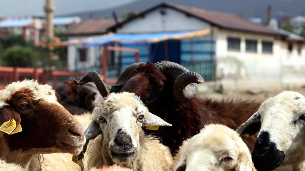 Tarım Bakanlığı verilerine göre, Fas’ta son 7 yıldır süren kuraklık hayvan varlığında yüzde 38 oranında azalmaya yol açtı. Yağış miktarı, son 30 yıl ortalamasının yüzde 53 altında kaldı. Bu durum, kurbanlık hayvan arzını önemli ölçüde etkiledi.<br>