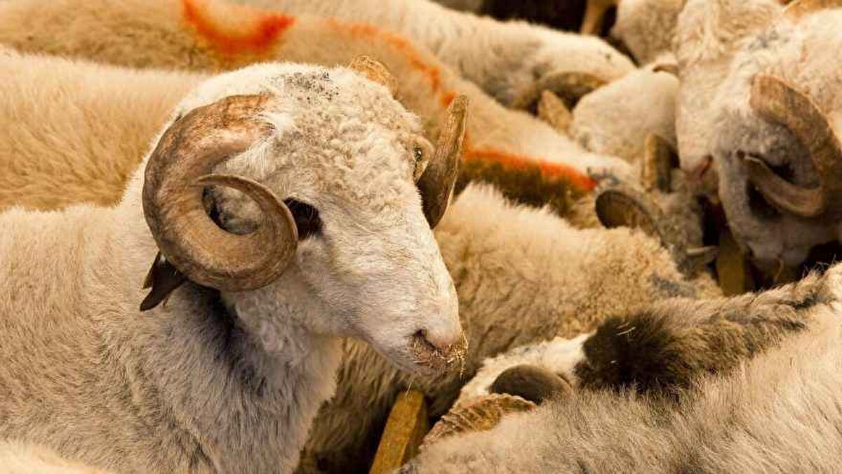 Kral Muhammed, hayvan varlığında ciddi azalmaların yaşandığına dikkat çekerek, kurban kesmenin İslam'da güçlü bir sünnet olduğunu ancak mevcut zorluklar nedeniyle bu ibadetin dar gelirli kesimler için ağır bir yük haline gelebileceğini ifade etmişti.