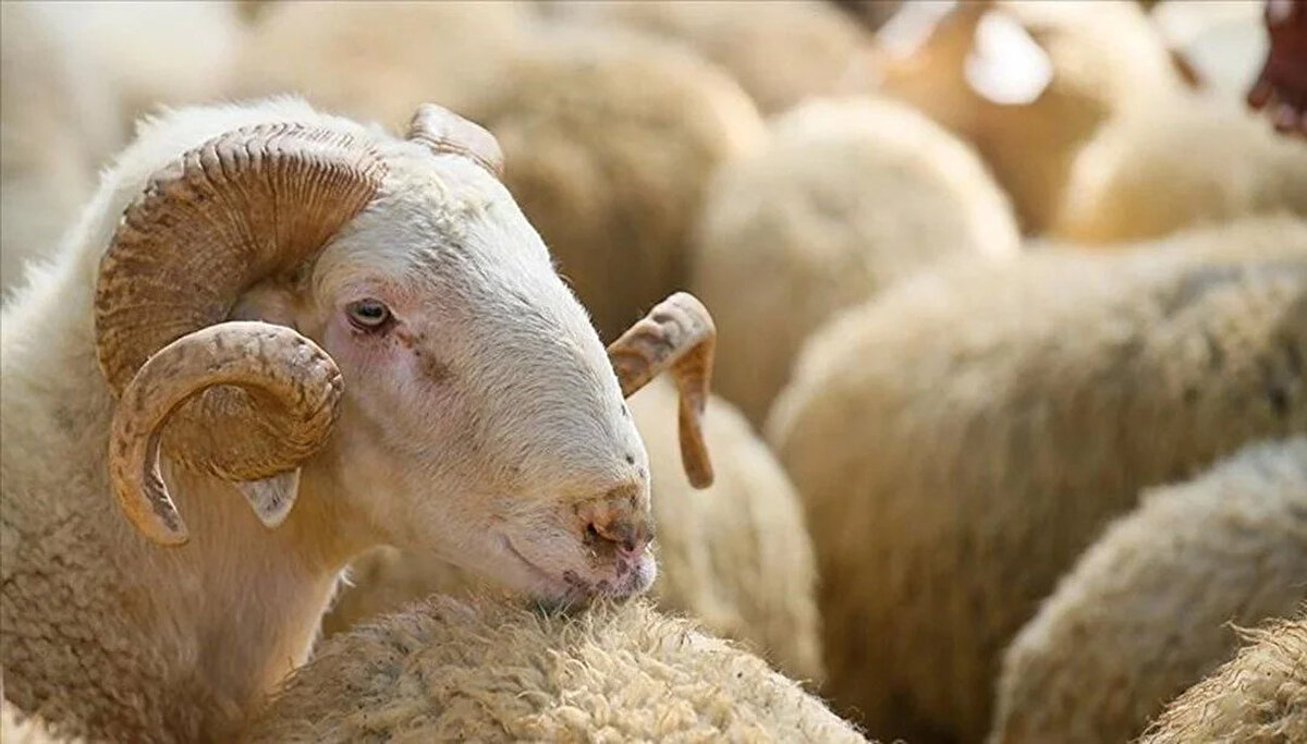 Fas Kralı, dini sorumlulukların kolaylaştırılması yönündeki görevleri çerçevesinde, bu yıl halka kurban kesmekten feragat etmeleri çağrısında bulunarak, bu ibadeti sembolik olarak Fas halkı adına kendisinin yerine getireceğini bildirmişti.<br><br>