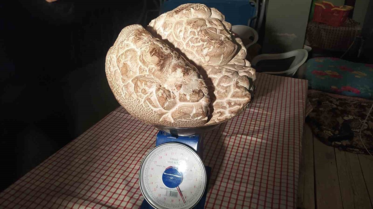 "İlk defa böyle bir şey görüyorum"<br>Mantar toplamayı çok sevdiğini söyleyen gurbetçi Sedat Ural, "Almanya’nın Münih kentinde yaşıyorum. Genelde iznimi mantar sezonuna denk getiriyorum. Bugün de Çepni kasabası Beynamaz Yaylası’ndaydım. Böyle bir mantar buldum. Önce taş zannettim ama gerçekten bir mantar. Çok mutluyum. Komşularımlar da paylaşacağız bu mantarı. İlk defa böyle bir şey görüyorum. Şaşırdım kaldım. 9 kiloya yakın bir mantar" şeklinde konuştu.