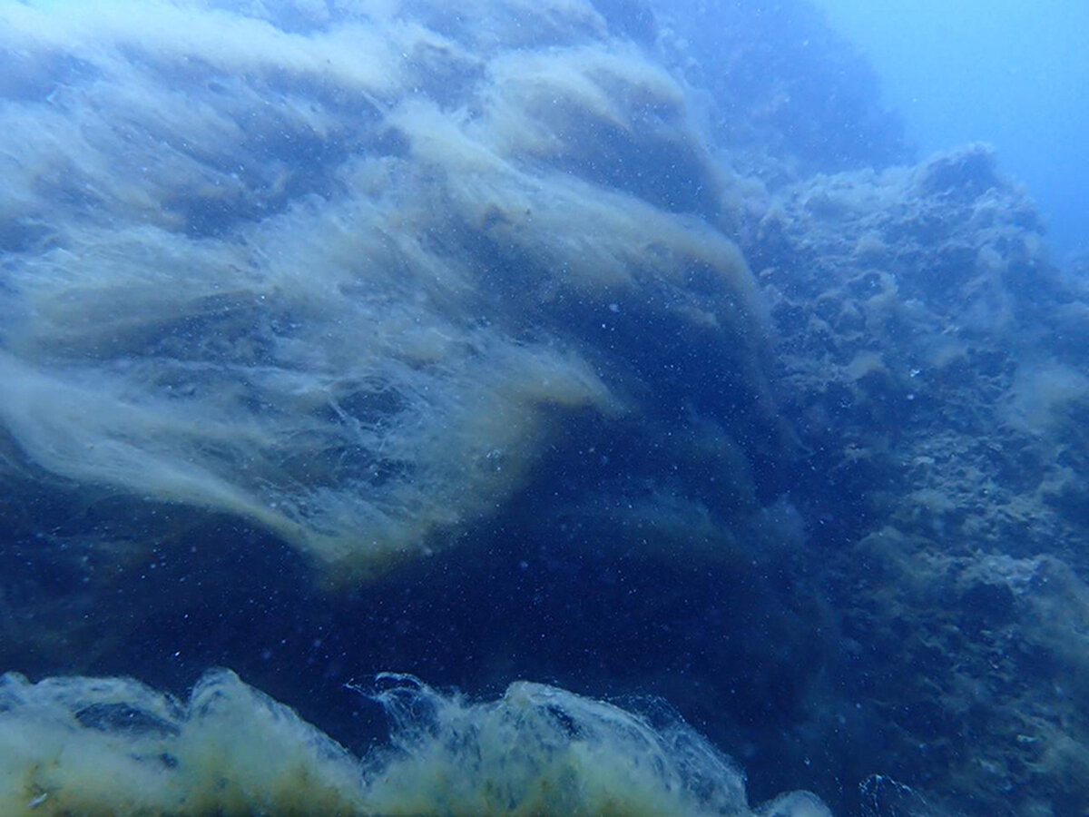 "Dip müsilajının parçalanmasıyla sudaki bulanıklık artabilir"<br><br>Prof. Dr. Ayas, kıyılarındaki alg patlamalarının ekosisteme etkisini incelemek için yaptıkları dalışta yoğun dip müsilajı tespit ettiklerini söyledi.