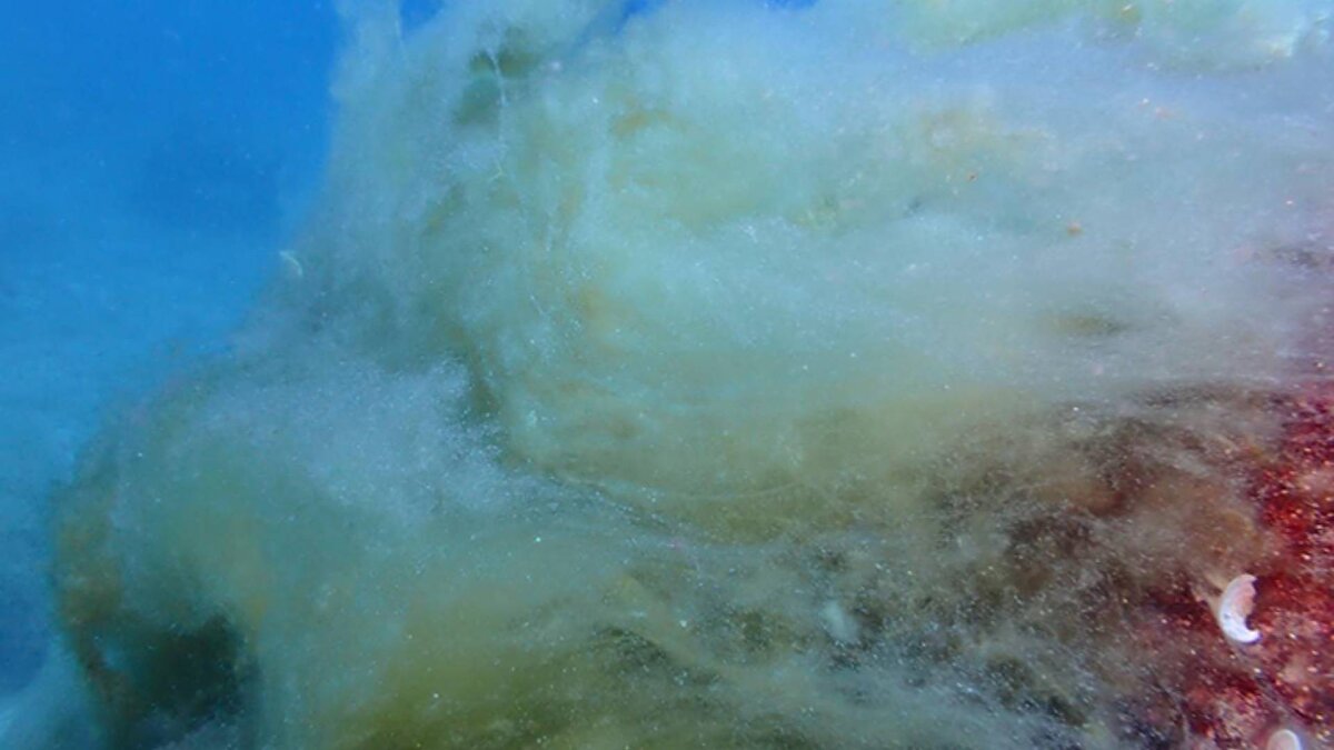 Mersin Üniversitesi Su Ürünleri Fakültesi İşleme Teknolojisi Ana Bilim Dalı Öğretim Üyesi Prof. Dr. Deniz Ayas, kıyılarda görülen alg patlamalarının (sucul ortamlarda alglerin veya siyanobakterilerin hızla ve aşırı çoğalması) ekosisteme etkisini incelemek için çalışma başlattı.<br><br>Çalışma kapsamında aralarında Ayas'ın da olduğu akademisyenler, çevre gönüllüleri ve özel dalış okulunun dalgıçlarından 10 kişilik ekip, Silifke ilçesindeki Boğsak Koyu ile Dana Adası çevresinde suya girdi.<br><br>Ekip, denizin dibinde müsilajın görüldüğü yerlerden su altı kameralarıyla kayıt aldı.