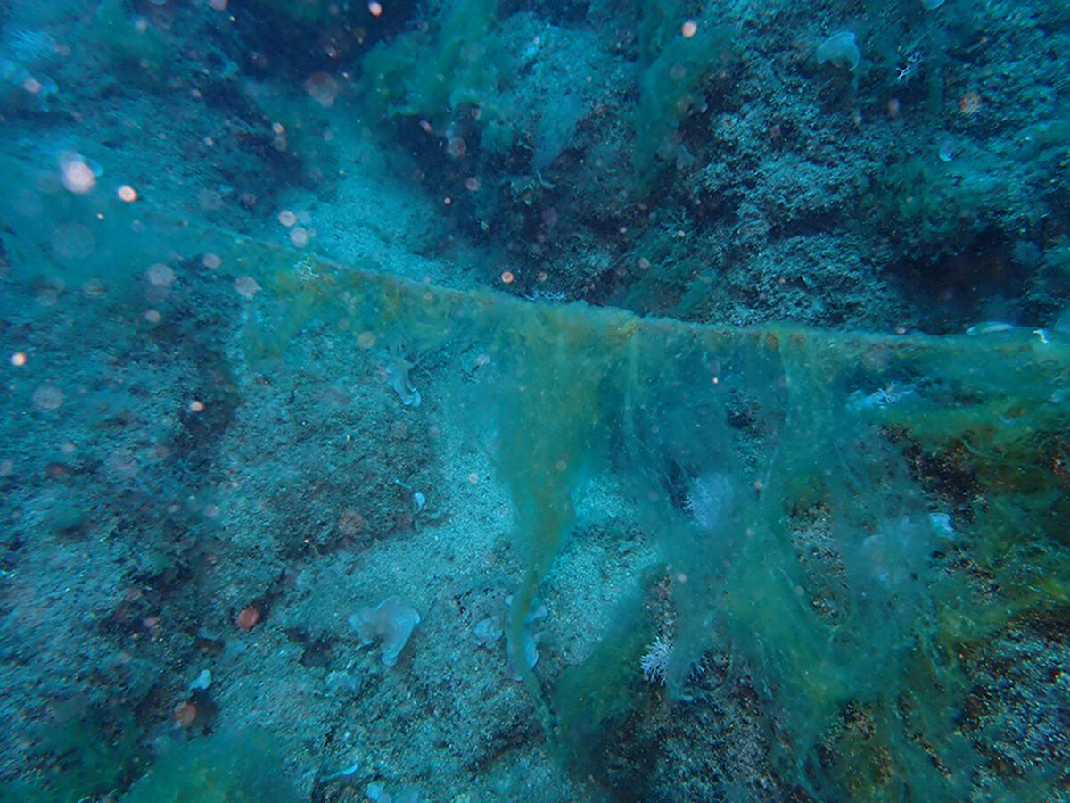 Müsilajın nedenlerine ilişkin değerlendirme yapan Ayas, şunları kaydetti:<br><br>"Körfezin kirletici yükü fazla olduğu için müsilaj ve alg patlamalarını görüyoruz. Özellikle karasal girdilerin çok fazla rolü var. Kentsel arıtma sisteminin yetersizliği ile evsel ve sanayi atıkları, azot ve fosfor yükünü artırıyor. Onun dışında tarımsal ve turizme bağlı aktiviteler dolayısıyla denize kirlilik ulaşıyor. Bu da dönemsel olarak dip müsilajının oluşmasına neden oluyor. Dip müsilajının parçalanmasıyla sudaki bulanıklık artabilir. Bu durumun turizme direkt etkisinin olacağını düşünmüyoruz ama kısmi ve dolaylı etki olabilir."<br><br>Ayas, dip müsilajının deniz canlılarına zarar verdiğini ifade ederek, "Müsilaj dibi komple kapladığı için sünger, mercan, deniz yıldızı gibi canlıları kaplıyor ve oksijeni az bir ortam oluşturuyor. Müsilajın parçalanmasıyla oksijensiz ortamda canlılar olumsuz etkileniyor." diye konuştu.