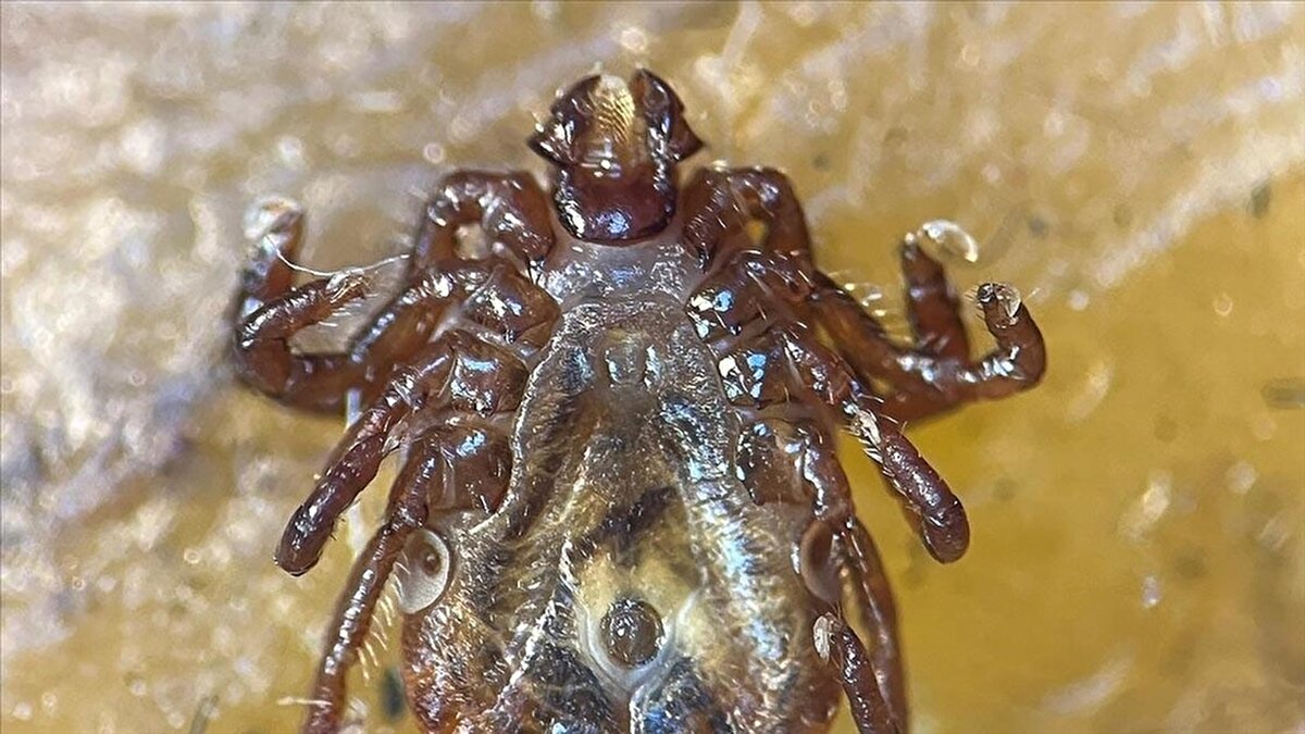 Bakanlık ayrıca, özellikle Tokat'ta tespit edilen ve son günlerde sosyal medyada gündem olan "Haemaphysalis longicornis" türü kenelerin KKKA'ya neden olduğuna dair bir bilimsel veri olmadığını belirtti.