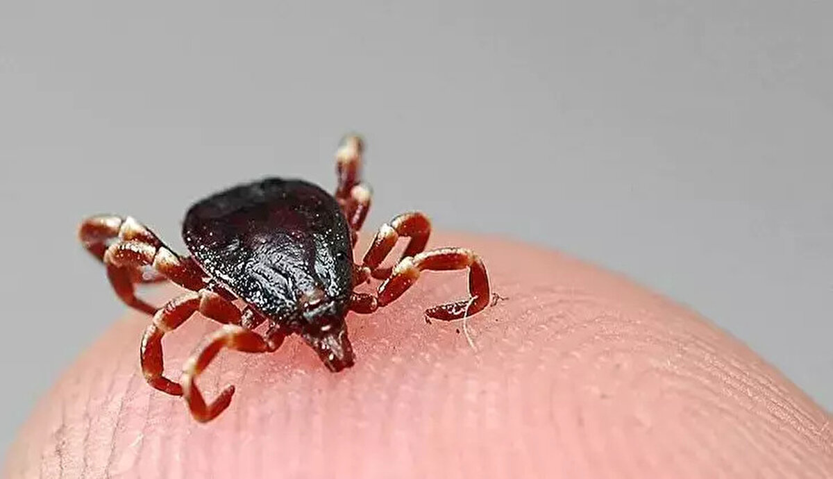 Kene kaç saatte zehirler?<br><br>Kene kaynaklı virüsler, genellikle kene cilde tutunduktan sonra ilk 24 saat içinde bulaşabilir. Bu nedenle kene ne kadar erken fark edilir ve çıkarılırsa, hastalık riski o kadar azalır. Vücuttaki kıvrımlı bölgeler (kulak arkası, diz arkası, koltuk altı gibi) düzenli olarak kontrol edilmelidir.