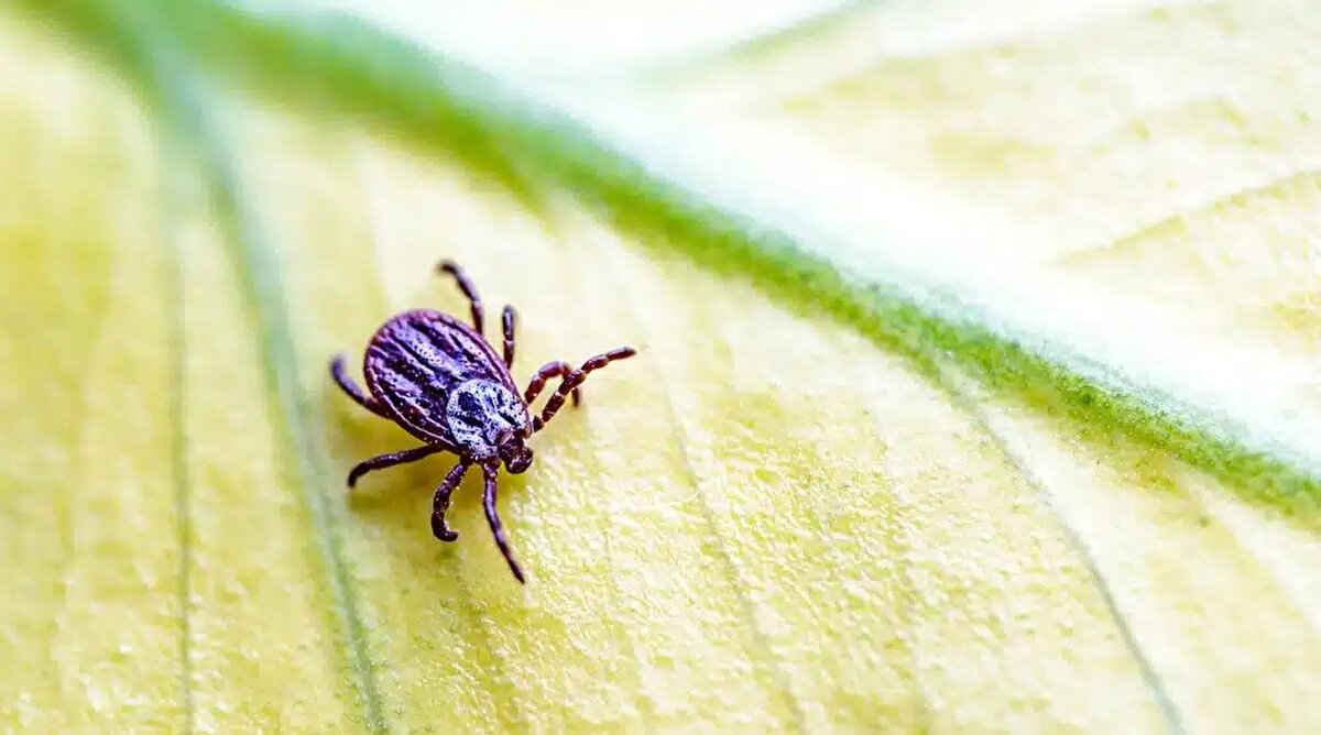 En çok kene görülen iller ve riskli bölgeler<br><br>KKKA hastalığı açısından riskli iller, Kelkit Vadisi boyunca uzanan Sivas, Tokat, Amasya, Erzincan ve Yozgat olarak belirlendi. Bu iller, kene popülasyonunun ve hastalık bulaşma riskinin yüksek olduğu bölgeler arasında yer alıyor.<br><br>Özellikle tarla ve mera faaliyetlerinin yoğun olduğu bu illerde vatandaşların, kenelere karşı ekstra dikkatli olması gerekiyor.