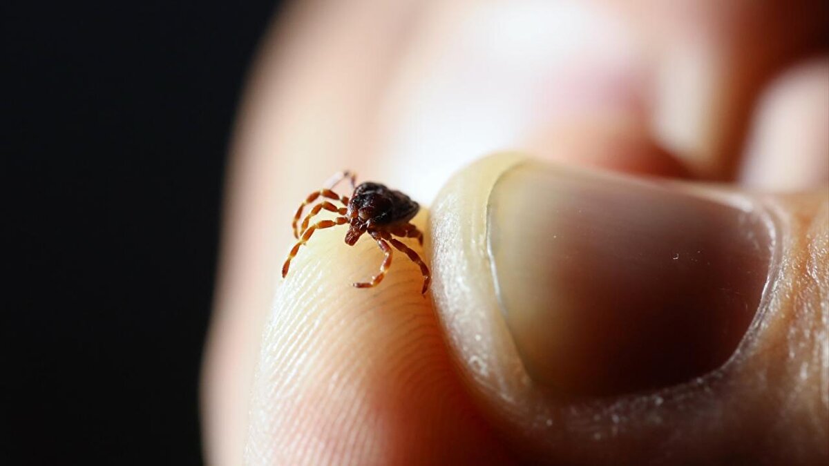 Korunmak için neler yapılmalı?<br><br>Açık alanlarda uzun kollu ve açık renkli giysiler tercih edilmeli.<br><br>Pantolon paçaları çorap içine sokulmalı.<br><br>Kene yönünden riskli bölgelerden dönüşte tüm vücut dikkatlice kontrol edilmeli.<br><br>Hayvanların üzerindeki kenelere çıplak elle temas edilmemeli.<br><br>KKKA hastası kişilerle temas edenler eldiven, maske ve önlük gibi kişisel koruyucu ekipman kullanmalı.