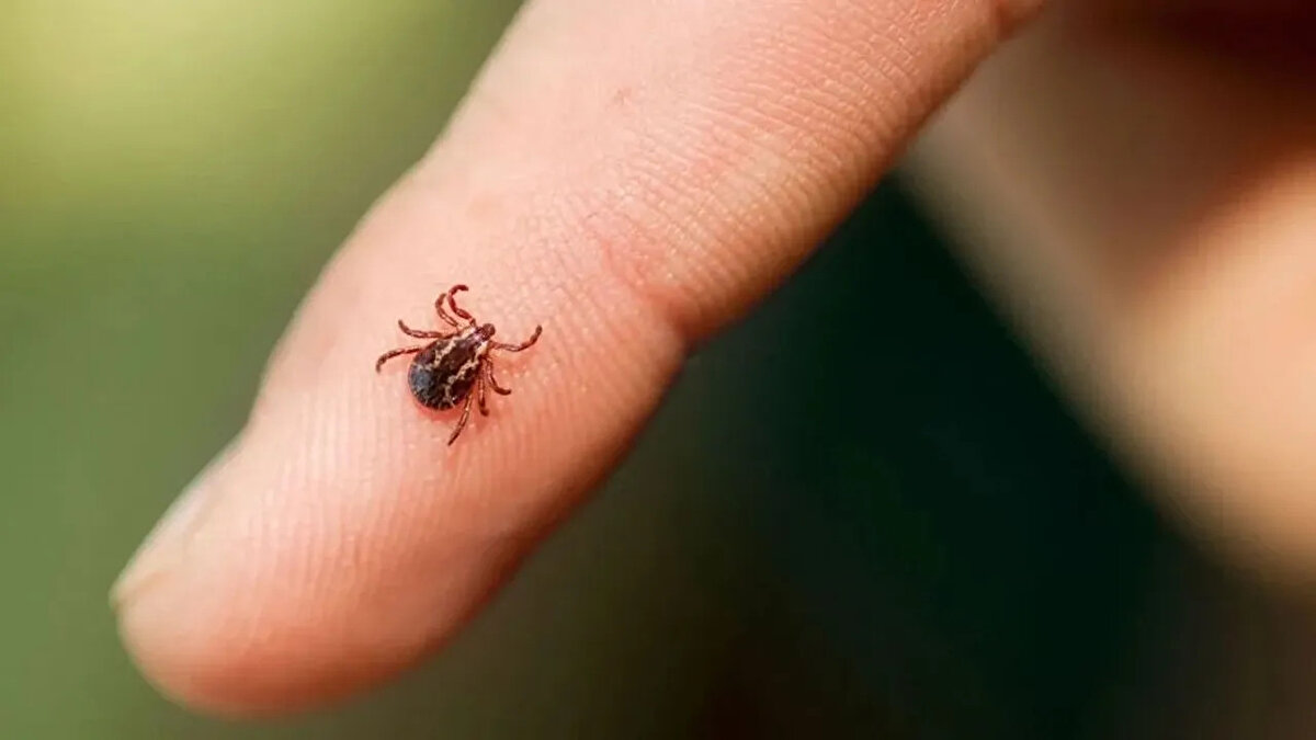 Her kene tehlikeli değildir ancak hangi kenede hastalık etkeni olduğunu anlamak mümkün değildir. Bu nedenle temkinli davranmak, kene ısırığı sonrası hızlı ve doğru adımları atmak büyük önem taşır. Yaz aylarında doğa ile iç içe olmanın keyfini çıkarırken, kenelere karşı da bilinçli olmak gerekiyor.