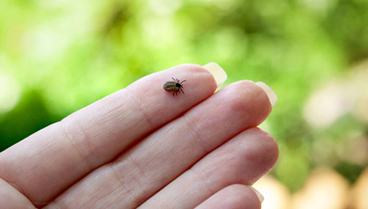 Zararsız kene resmi ya da kene neye benzer şeklindeki görsel aramalar bu dönemde yoğunluk kazanmış durumda. Ancak unutulmamalıdır ki dış görünüşü zararsız gibi duran bir kene, ciddi hastalıkların taşıyıcısı olabilir.
