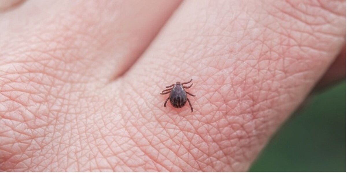 Sıkça sorulan sorular<br><br>Kene ısırınca ne yapmalıyım?<br><br>Cımbız veya eldivenle çıkartın, çıplak elle dokunmayın. Hemen sağlık kuruluşuna başvurun.<br><br>Her kene tehlikeli midir?<br><br>Hayır. Ancak KKKA gibi hastalık taşıyıcıları ayırt edilemediği için tümüne karşı dikkatli olunmalıdır.<br><br>Kene kaç saatte zehirler?<br><br>Genellikle 24 saat içinde virüs bulaşabilir. Erken çıkarılması hayati önem taşır.