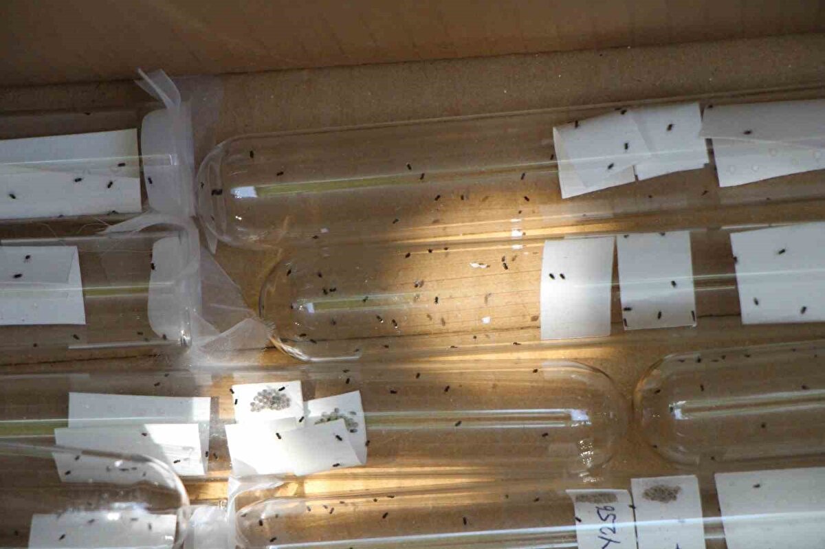 Karadeniz Tarımsal Araştırma Enstitüsü’nün koordinatörlüğünde bölgede başta fındık olmak üzere tarımsal ürünlere zarar veren kahverengi kokarca (halyomorpha halys) zararlısı ile biyolojik mücadele için laboratuvarda samuray arıları üretiliyor. 