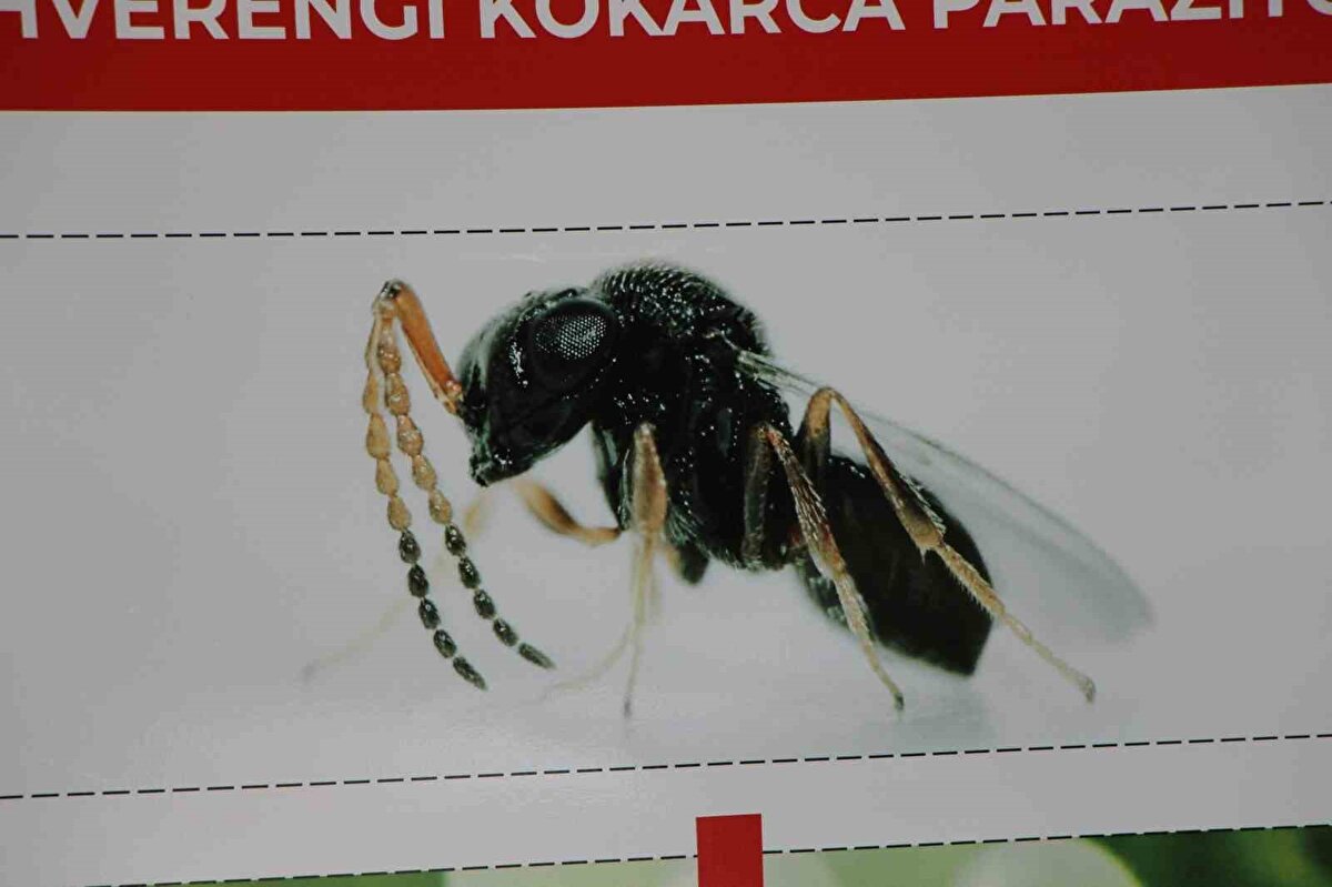 Tarım ve Orman Bakanlığı tarafından yürütülen "Kahverengi Kokarcanın Ülkesel Entegre Mücadele Yönetimi Projesi" kapsamında bu yıl üretimi yapılan 900 bin adet kahverengi kokarca yumurta parazitoidi olan samuray arısının zararlının yoğun olduğu iller ve riskli kabul edilen 36 ilde doğaya salınmasının hedeflendiği bildirildi.