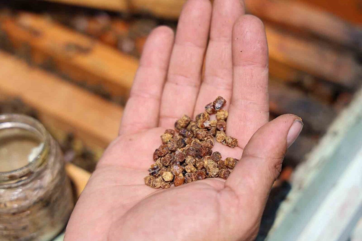 Bir dönem arıcılar tarafından çöpe atılan arı ekmeği, şimdilerde arıcılar için önem arz ediyor.
