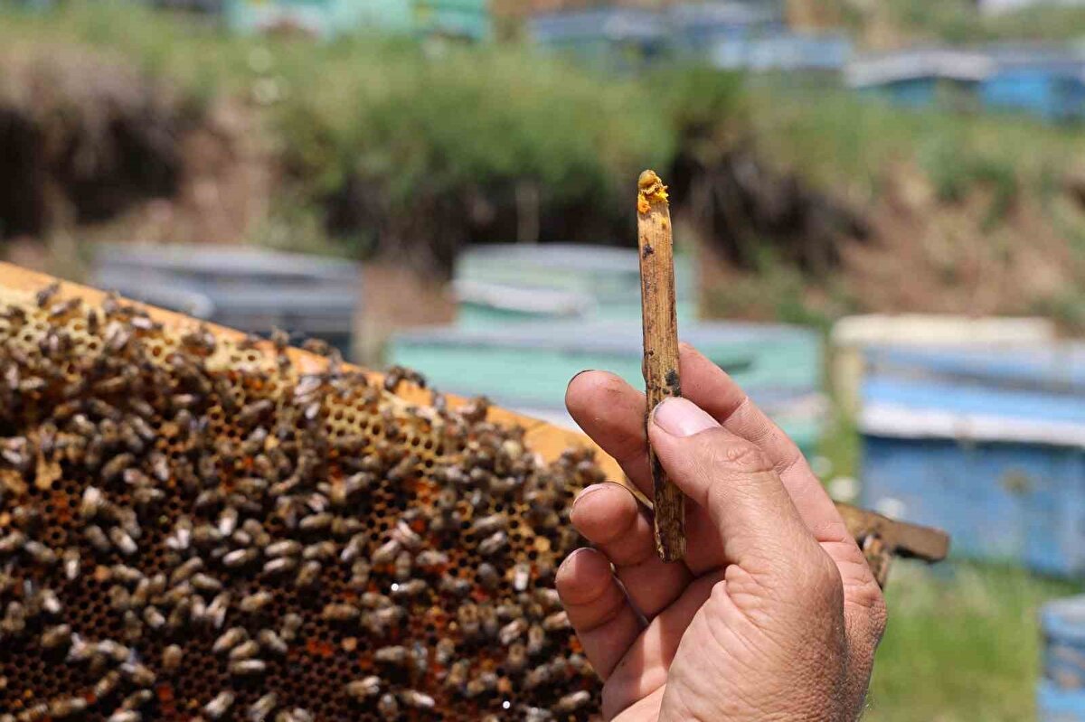 Arıların, çiçek ve bitkilerden topladıkları polenleri kovana getirerek kendi enzimleriyle fermente etmesiyle üretilen arı ekmeği, zengin besin içeriği ile dikkat çekiyor.