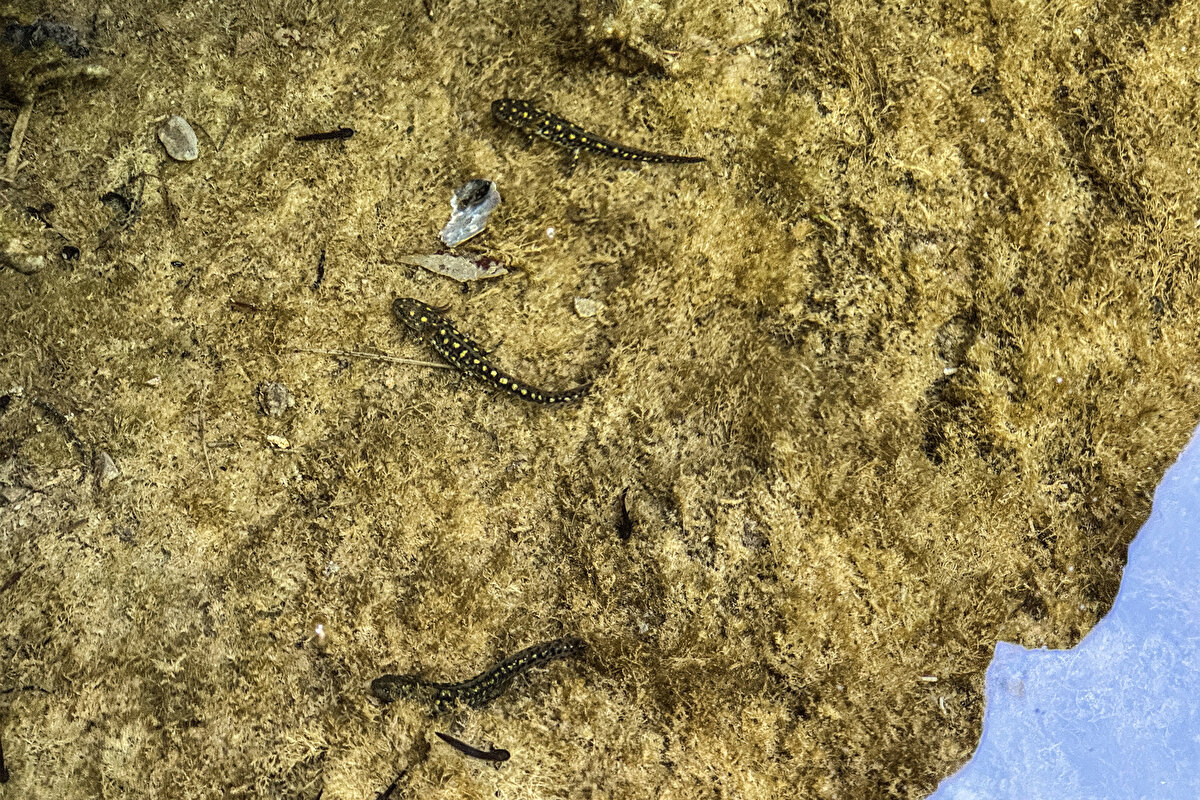 Mezra sakinlerinden Beyset Alveroğlu da şelale ve göletteki semender popülasyonunun son birkaç yılda arttığını, bunların nesli tükenme tehlikesi altındaki nadir hayvanlar olduğunu Bayet'ten öğrendiklerini söyledi.<br><br>Buranın önemini anladıktan sonra gölette yaşayan semenderlerin rahatsız edilmemesine gayret gösterdiklerini vurgulayan Alveroğlu, "Buraya zarar gelmemesi için dikkat ediyoruz. Şu an üreme zamanı. Büyükler taşların arasında saklanıyor, yavrular göletin içinde geziyor. Dağlarımızı, şelalelerimizi herkes görsün, köyümüzü tanısınlar, ovalarımızı ve meralarımızı görsünler istiyoruz." ifadelerini kullandı.