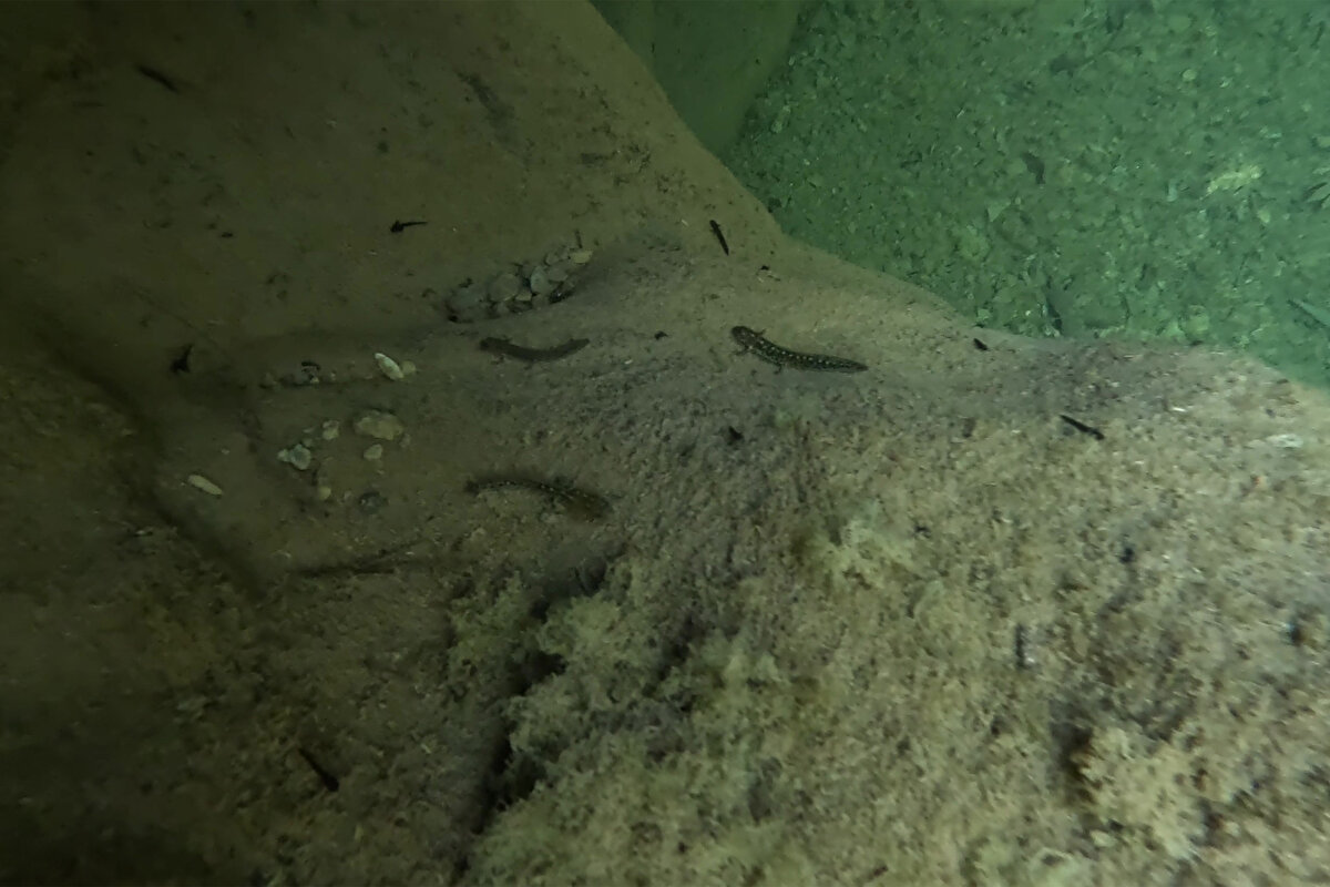 Göletin sarı benekli semenderlerin yaşam alanı olduğu, mezrayla sınırı bulunan Elazığ'ın Arıcak ilçesinden dağları, ormanları ve bitki örtüsüyle öne çıkan bölgeye gezinti için giden doğasever Mazlum Bayet tarafından belirlendi.<br><br>Su altında görüntülenen semenderlerden erişkin olanlarının siyah ve sarı benekli, yeni gelişmekte olanlarının gri tonlarda ve sarı beneklerinin belirgin olmadığı görülüyor.