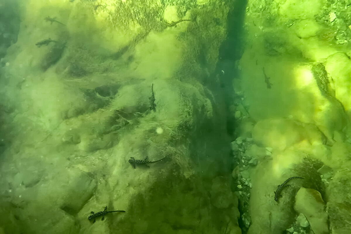 Sadık Alveroğlu ise şelale ve göletin sarı benekli semenderler ile doğa harikası bir yer olduğunu anlattı.<br><br>"Nesli tükenmekte olan tür olduğu söylendi bize. Biz de dikkat etmeye çalışıyoruz. Buraya kim gelirse gelsin nesli tükenmekte olan semenderlerimize zarar vermeyecek şekilde izlemelerini söylüyoruz." diyen Alveroğlu, isteyenlerin Diyarbakır'ın Hani, Elazığ'ın Arıcak ve Bingöl'ün Genç ilçesindeki rotalardan köylerini gelebileceğini, bölgenin doğası ve semenderleriyle gezip görmeye değer bir yer olduğunu kaydetti.