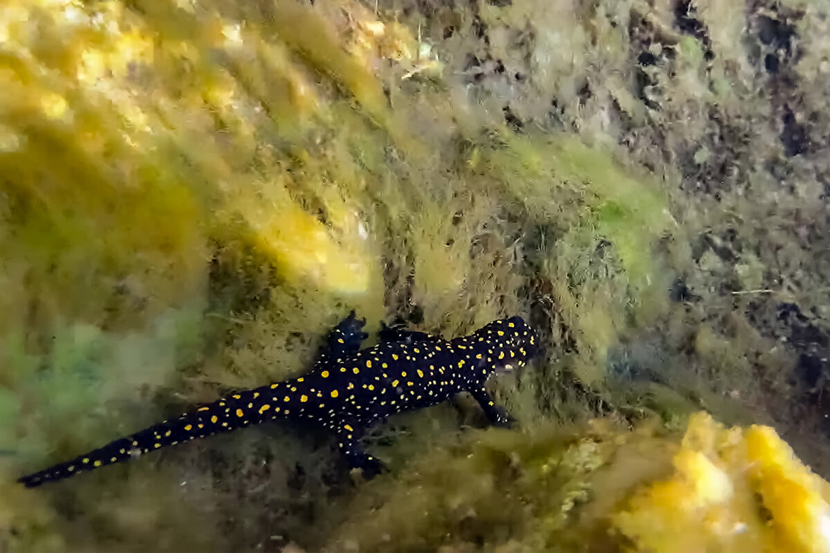 Şelale ve göletin yüzlerce sarı benekli semendere ev sahipliği yapmasının bölgeyi daha değerli hale getirdiğini belirten Bayet, şunları kaydetti:<br><br>"Yüzlerce semender var burada. Bir önceki gelişimde (mayıs ayı) daha çok büyüklerini görüyordum, tek tük yavrular vardı. Şimdi geldiğimizde (haziran ayı) yavrulamışlar. Üreme döneminde çok sayıda yavru görüyoruz göletin içinde. Burada yüzlerce sarı benekli semenderi bir arada görebiliriz."<br><br>Bayet, semenderlere yaşam alanı olan şelale ve göletin koruma altına alınması için köylülerle ilgili kurumlarla iletişime geçeceklerini sözlerine ekledi.