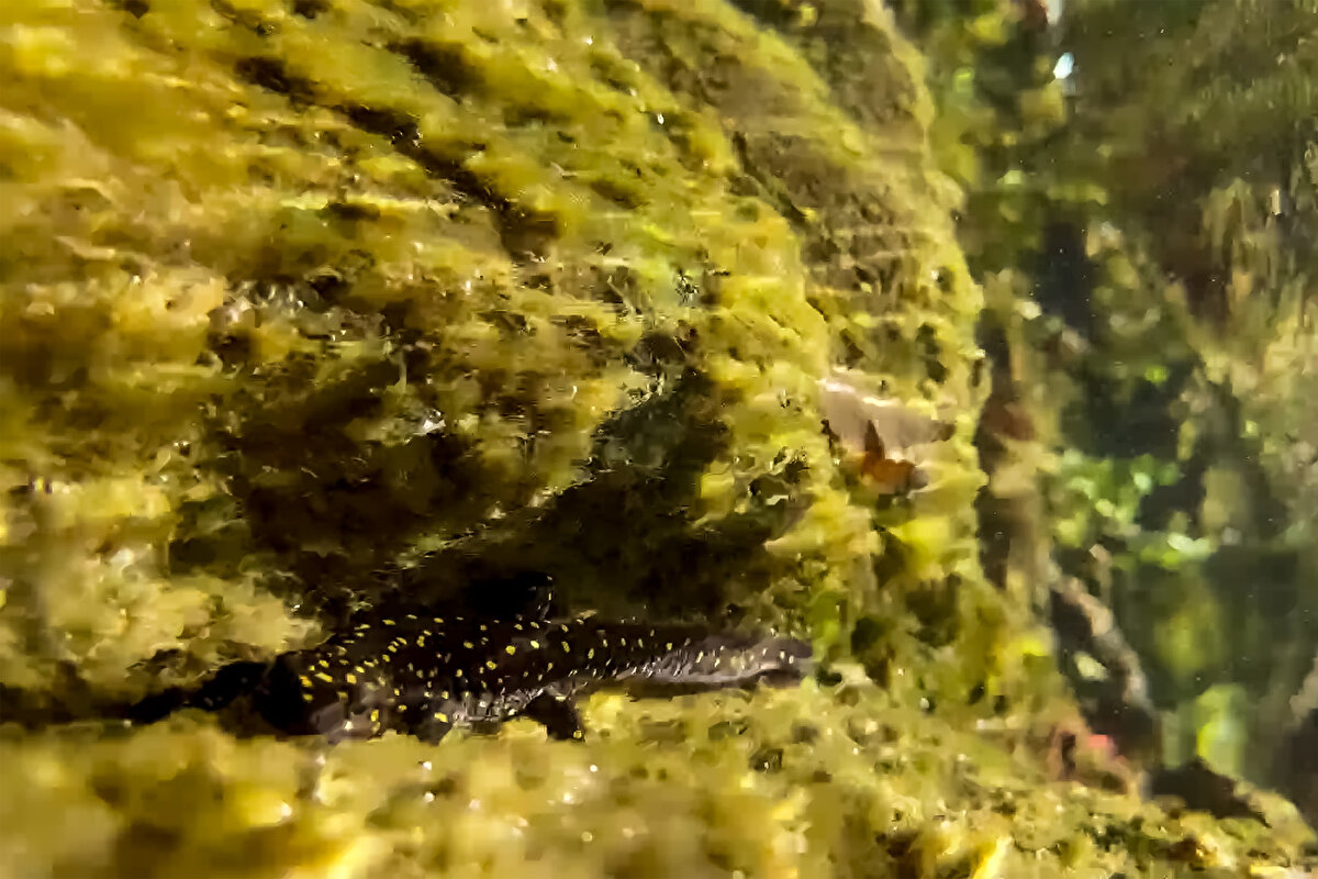 Hani ilçesinin Elazığ ve Bingöl sınırı yakınında bulunan kırsal Kaledibi Mahallesi'nin Güzelce mezrasında yörede "Laydazık" adı verilen çayın üzerindeki şelalenin oluşturduğu gölette Anadolu'nun bazı bölgelerinde sulak alanlarda nadir olarak görülen sarı benekli semenderlerin yaşadığı tespit edildi.