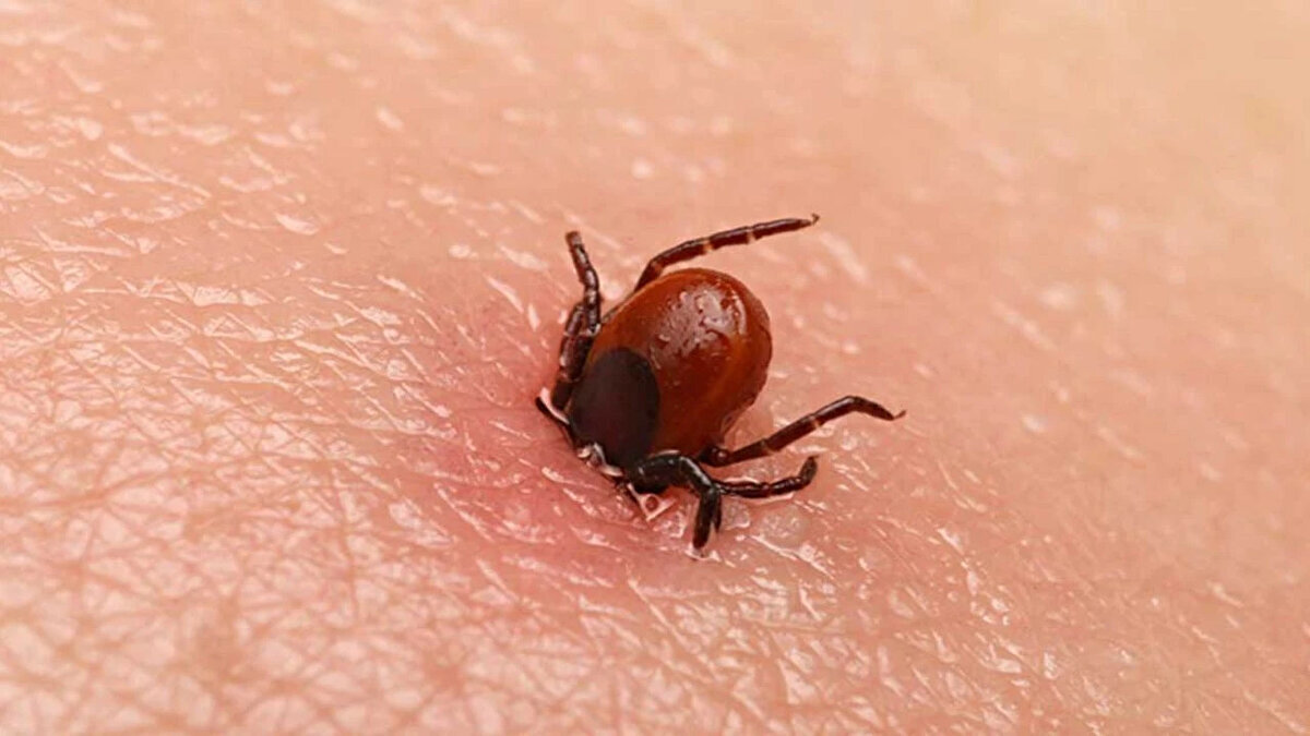 Keneler neden artıyor? İşte kene patlamasının sebepleri<br><br>Kenelerin sayısının artmasındaki en önemli etkenlerden biri iklim değişikliği. Özellikle yağışlı geçen kışların ardından aniden ısınan havalar, kene popülasyonunu patlatıyor. Akgün Ergül bu konuda şunları söylüyor:<br><br>“Sıcak hava keneleri agresifleştiriyor. Kış uykusundan çıkan keneler, kan emmek için daha saldırgan hale geliyor. Bu yıl vakaların ve ölümlerin artmasının sebebi de bu.”