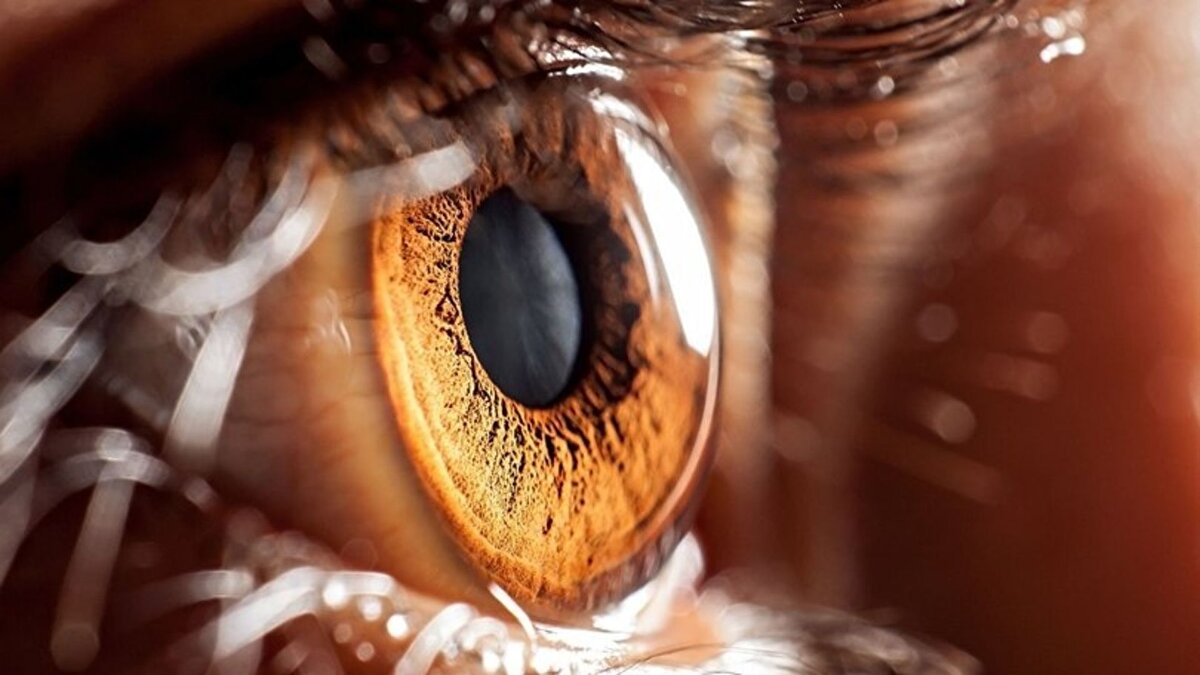 İnsan gözü kaç rengi göreebilir?<br><br>Gözümüz yaklaşık 10 milyon farklı rengi ayırt edebilir, düşük ışıkta otomatik olarak adaptasyon sağlar ve saniyede 60 kareden fazlasını algılayabilir. Bu sayede hem gündüz güneş ışığında hem de gece yıldız ışığında net görüş sağlanır.<br><br>Kameralar sabit mercekler ve mekanik ayarlarla çalışırken, insan gözü kendi lensini saniyeler içinde odaklayabilir. Retina yapısındaki koni ve çubuk hücreleri, ışığı elektrik sinyallerine dönüştürerek görme deneyimini mümkün kılar. İlginç bir bilgi: Gözlerimiz aslında görüntüyü baş aşağı alır ve beyin bu görüntüyü otomatik olarak düzeltir.