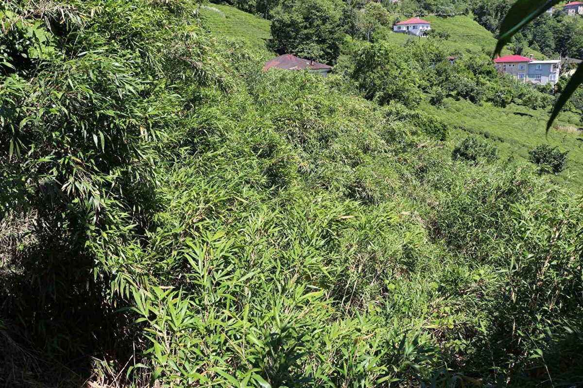 Rize’nin Derepazarı ilçesi Eriklimanı Mahallesi’nde, geçmişte ufak bir alana mürekkepli kalem ve olta yapımı için kullanılan kamış dikildi. Zamanla kestikçe artan kamış, bütün bahçeyi sarmaya başladı. Tarımsal ilacın kullanımının yasak olmasından ötürü bir türlü önü alınamayınca, kamışlar bahçenin alt kısmından başlayarak metrelerce yukarısındaki evlere kadar gitti.