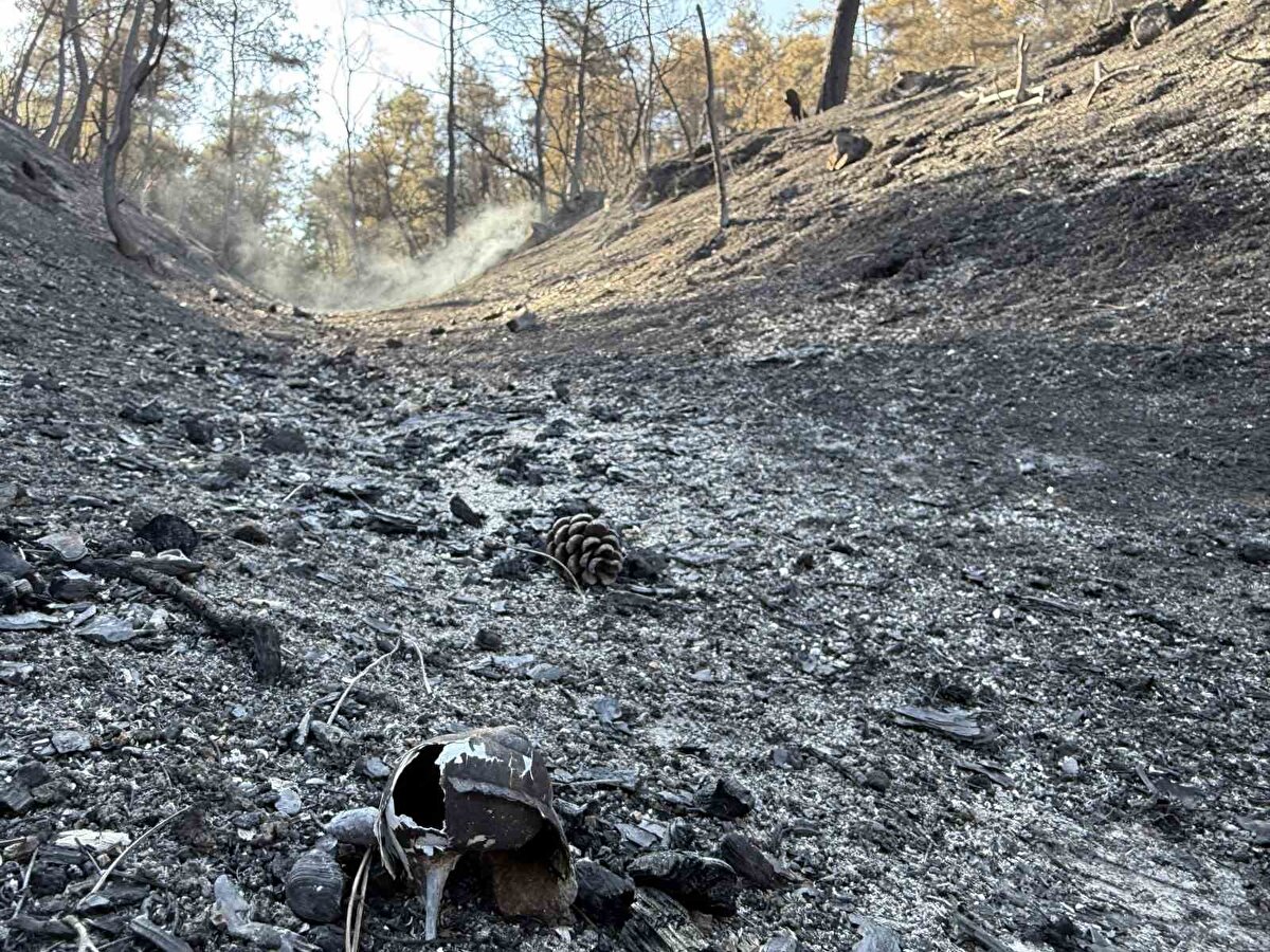 Sakarya’nın Taraklı ilçesinde ormanlık alanda çıkan yangında hem mahsulünü hem de ekipmanlarını kaybeden 63 yaşındaki Mustafa Bulut, yangın nedeniyle tedbir amaçlı boşaltılan köyden tahliye sırasında meydana gelen traktör kazasında bir yakınını da toprağa verdi. Yangınla mücadele eden ekipler ise alevlerin ortasında doğadaki canlılara da sahip çıktı.