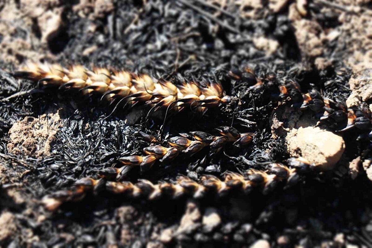 Taraklı ilçesi Hacıyakup Mahallesi mevkiinde 27 Haziran’da başlayan orman yangını büyük paniğe yol açmıştı. Rüzgarın etkisiyle kısa sürede geniş bir alana yayılan yangına hem karadan hem havadan müdahale edilmiş, aradan geçen üç günün sonunda büyük oranda kontrol altına alınmıştı. Yangın sebebiyle en fazla zarar gören isimlerden biri mahalle sakini Mustafa Bulut oldu. 