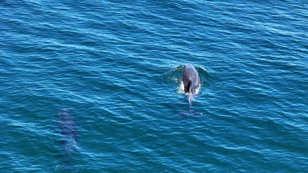 Balığı yakalamaya çalışan yunus bir süre etrafında dönen balığı avlamaya çalışıyor. Daha sonra kendisinden hızla uzaklaşması ile birlikte o da peşinden yakalamaya çalışıyor. 