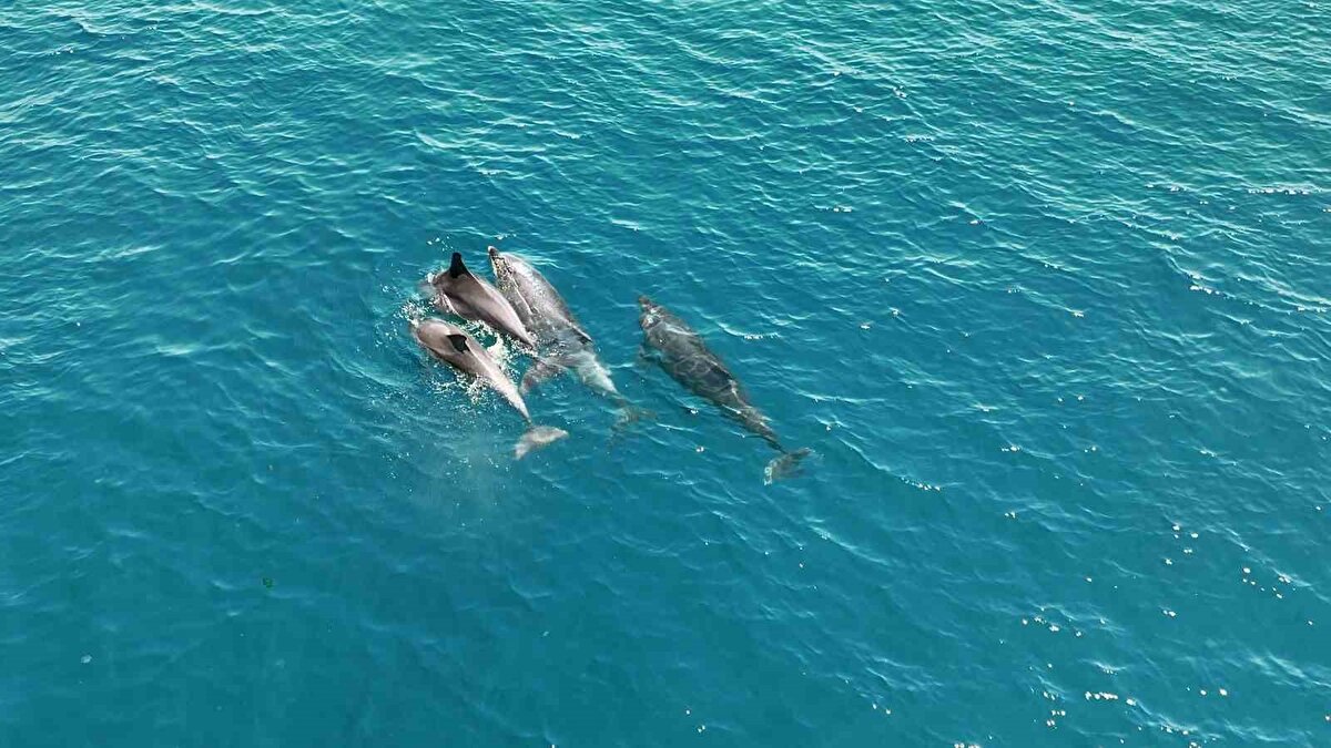 Marmara Denizi’nde her geçen gün artan yunus popülasyonu beraberinde renkli görüntüler oluşmasına neden oluyor. Yaz aylarında daha fazla görünen yunus balıkları İstanbul’un sahillerinde adeta dans edercesine yüzüyor.