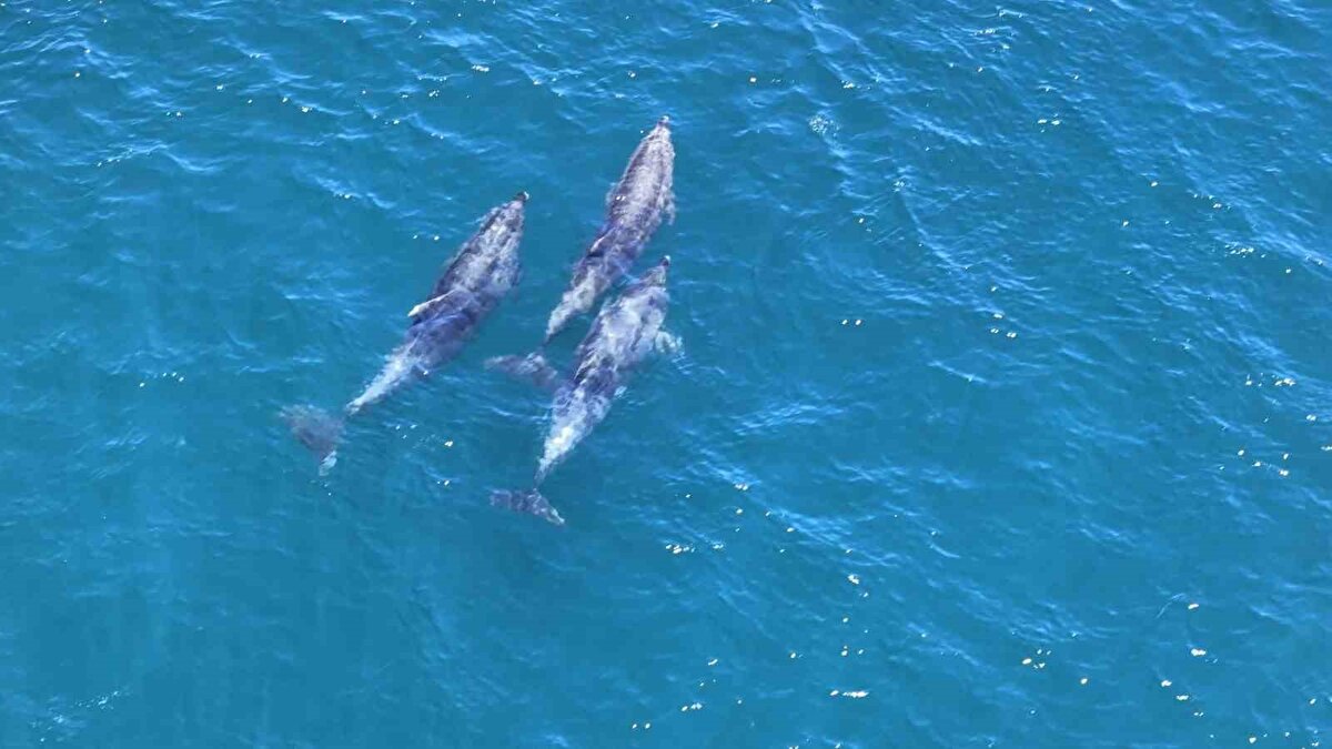 İstanbul Boğazı’nda kimi zaman geçen gemilere eşlik ederken görüntülenen sevimli balıklar, kimi zaman da diğer grup üyeleriyle suyun üzerinde kameraya yansıyor.