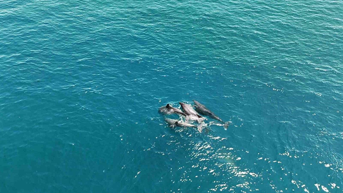 Yunus balıklarının tek olduğu ve avlandığı o özel anlar havadan çekilen görüntülere yansıdı. 