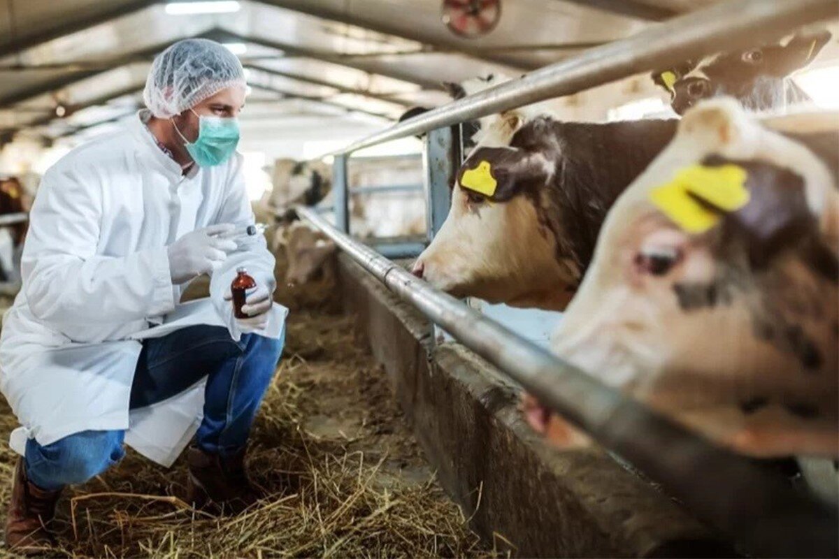 Şap hastalığının belirtileri nelerdir?<br><br>Şap hastalığına yakalanan hayvanlarda görülebilecek başlıca belirtiler şunlardır:<br><br>Yüksek ateş<br><br>Hareketsizlik ve durgunluk<br><br>Titreme<br><br>Ağızda yoğun salya ve köpüklenme<br><br>Dil, dudak, diş eti gibi ağız içi bölgelerde yara ve lezyonlar<br><br>Bu belirtiler özellikle sığırlarda daha belirgin şekilde görülür. Koyun ve keçilerde hastalık daha hafif seyredebilir, ancak yine de virüs taşıyıcısı olabilirler.